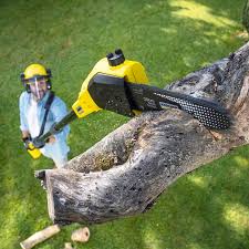 Best Hazardous Tree Removal  in Salt Lake City, UT