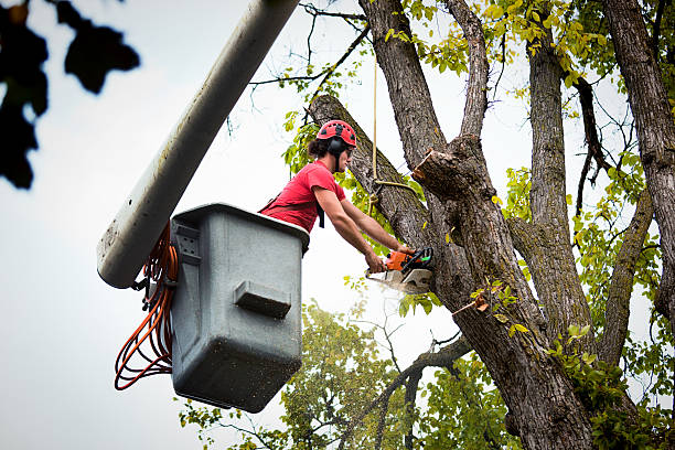 Best Tree Risk Assessment  in Salt Lake City, UT